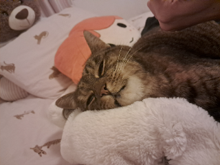 Minette