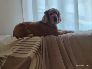 Photo de Marley