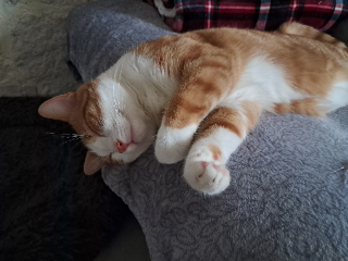 Chester