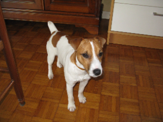 Photo de Lucky