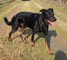 Tiago