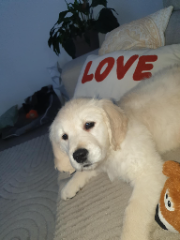 Zola