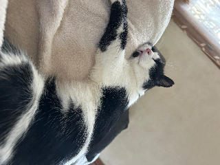 oreo
