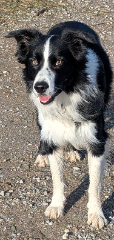 Photo de Domino