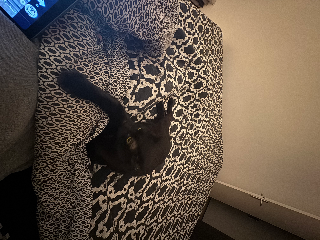 Photo de Peluche
