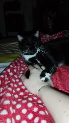 Nala