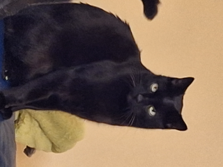 Photo de ONYX