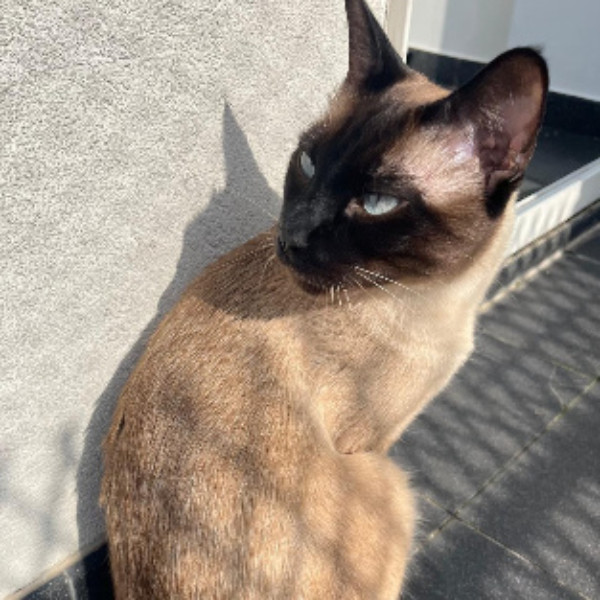 Photo de Mojo