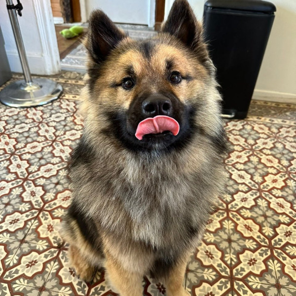Asko