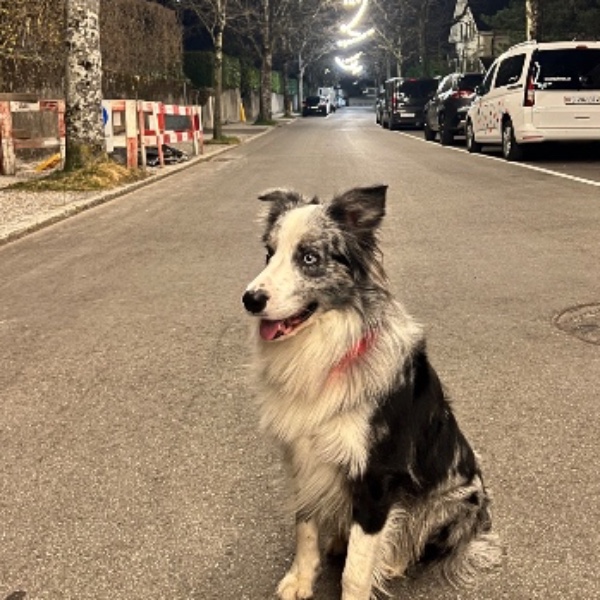 Photo de Lumi