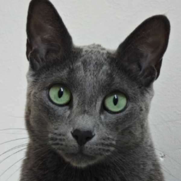 Photo de Pumpkin