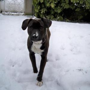 Photo de BALOU