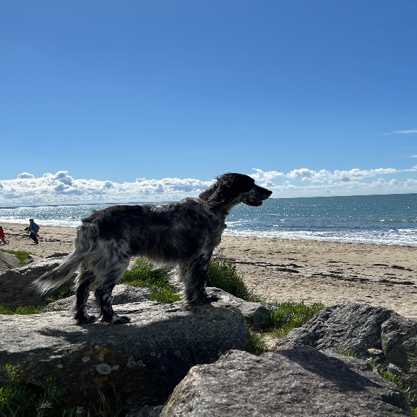 Photo de Django
