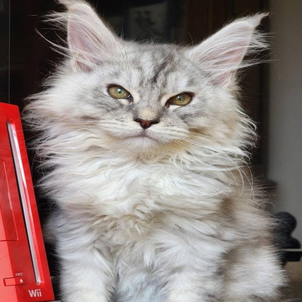 Photo de Alibi