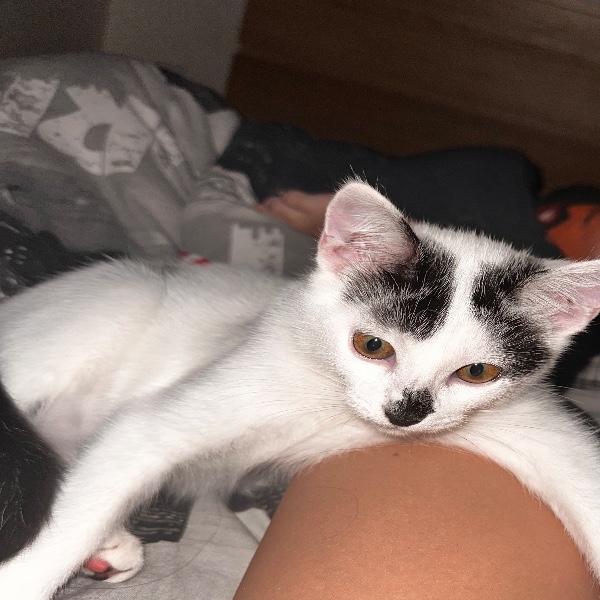 Milo