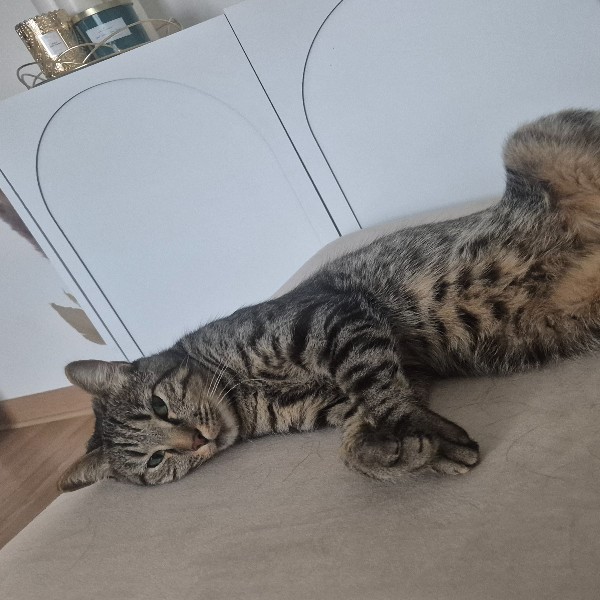 Photo de Tigrou