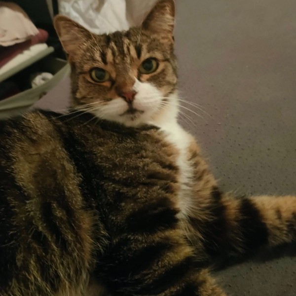 LADY