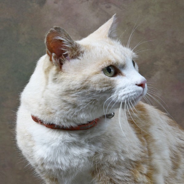 Photo de Lucky