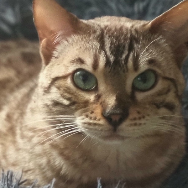 Usko