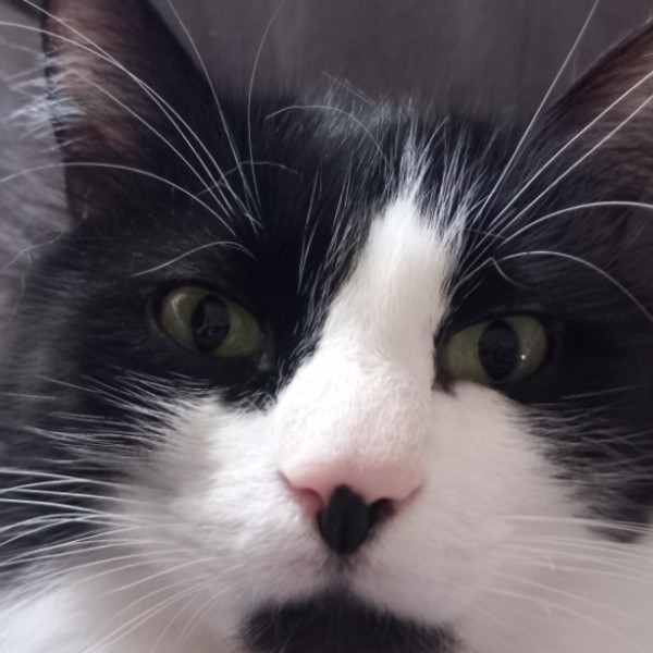 Photo de Spyro