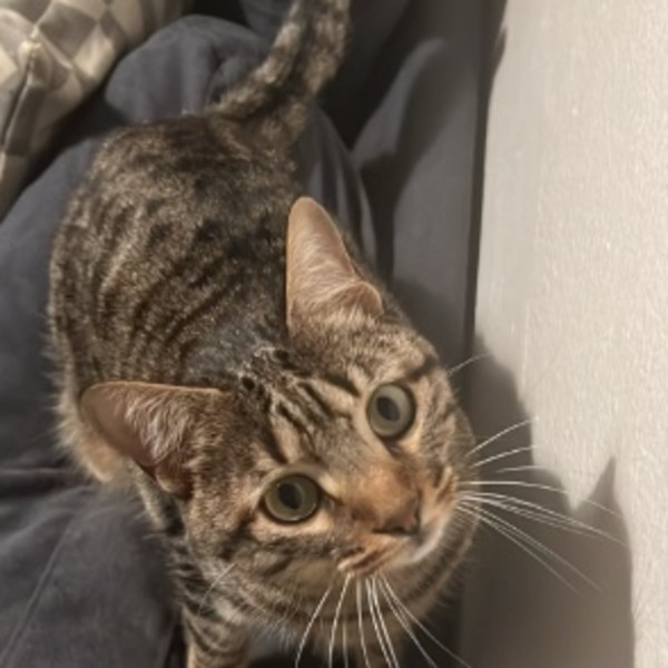 Photo de Uzi