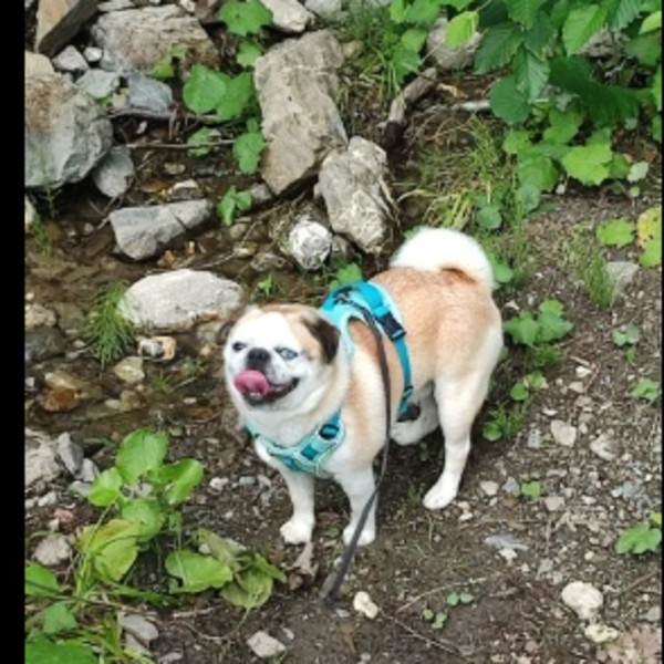 Photo de Tyson