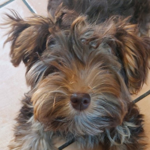 Photo de Musky