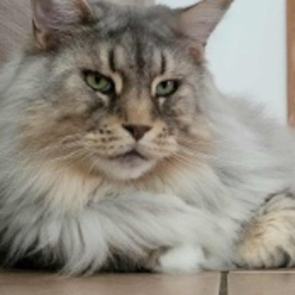 Photo de Rambo