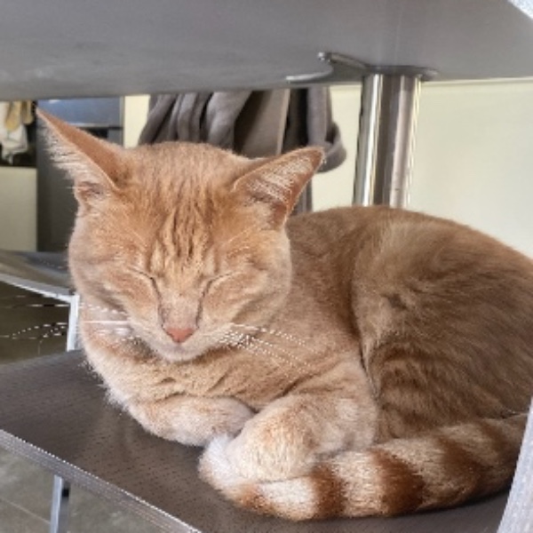 Photo de Simba