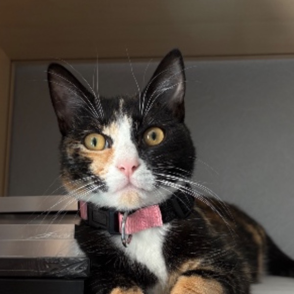 Nala
