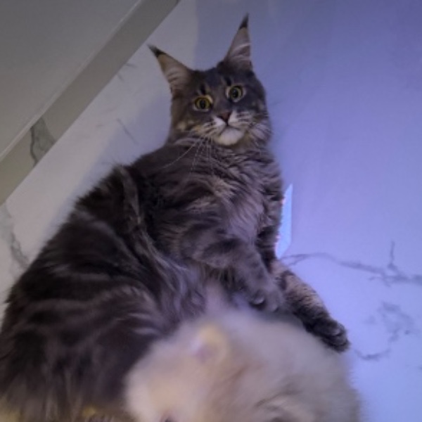 Photo de Yoshi