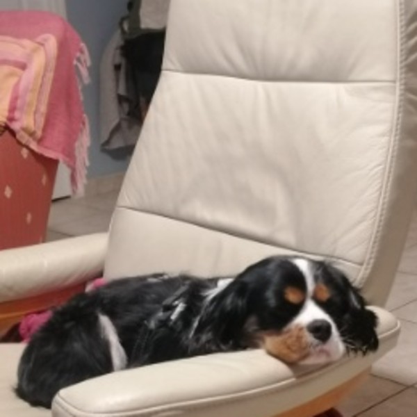 Photo de Buddy