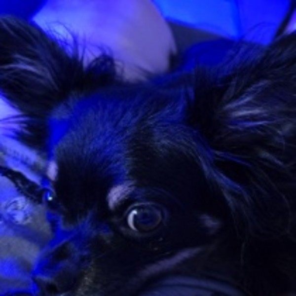 Photo de Tommy