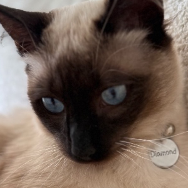 Photo de Diamond