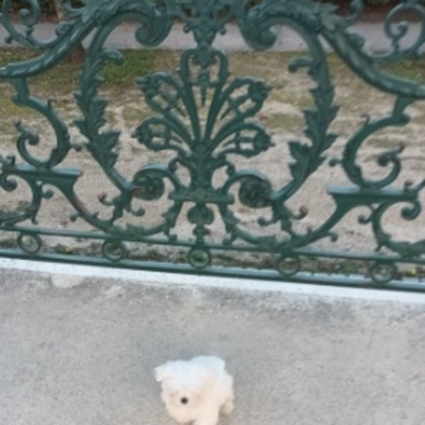Photo de Snowy