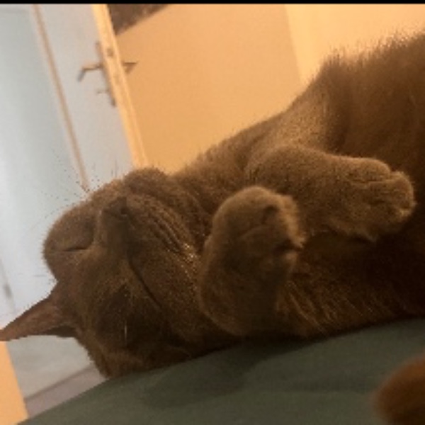 Praline