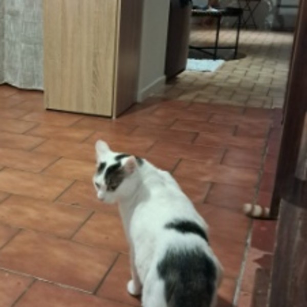 Samba