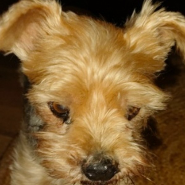 Gus
