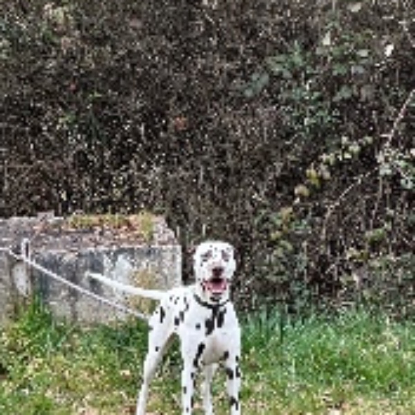 Salto