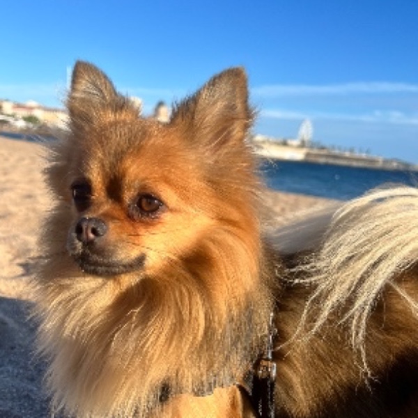 Photo de Milou