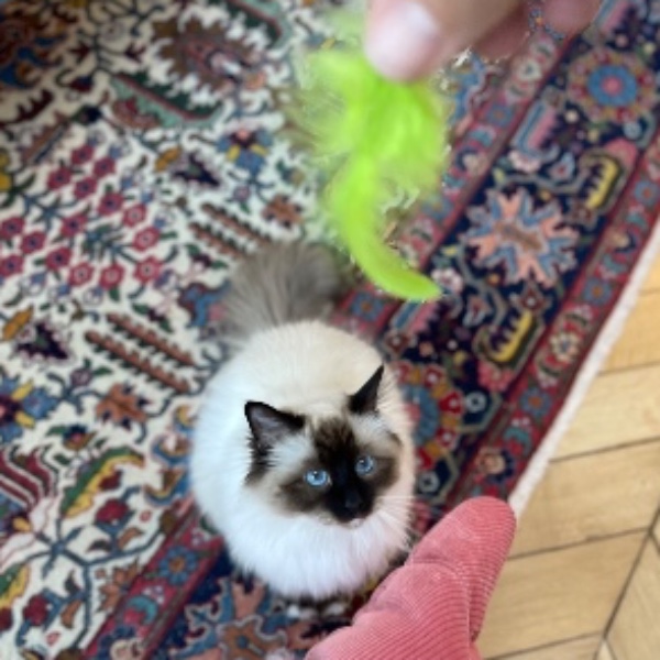 Chouquette