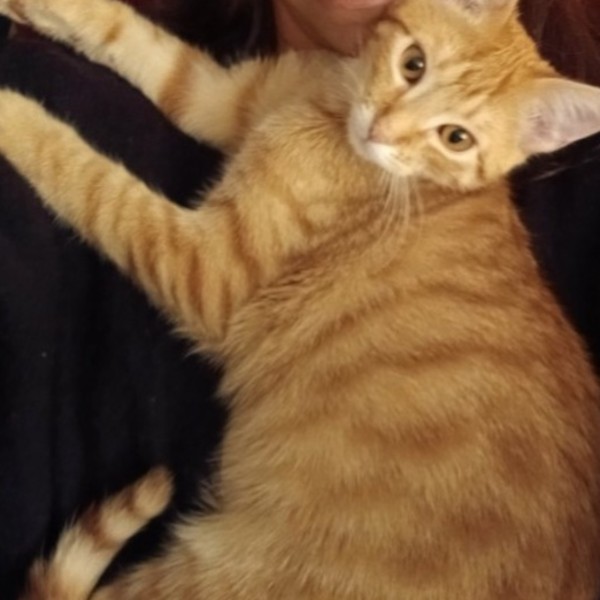 Photo de Archie