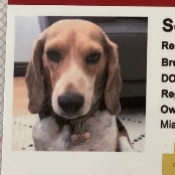 Photo de Scooby
