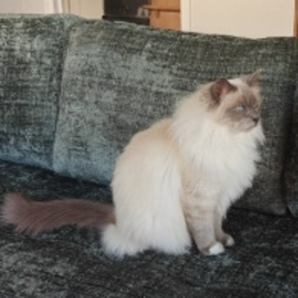 Photo de Ramses