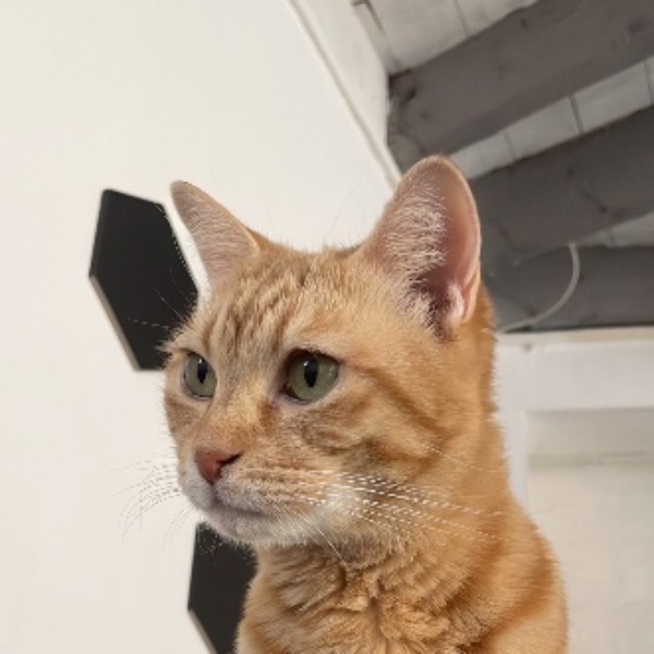 Nala