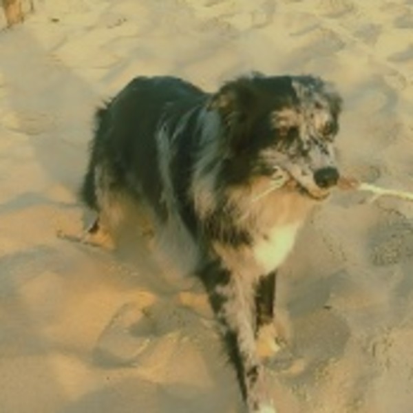 Photo de Shadow