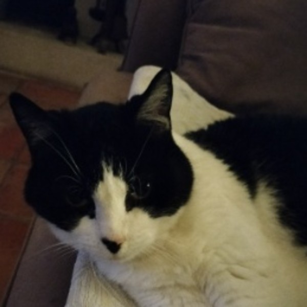 Photo de Minette