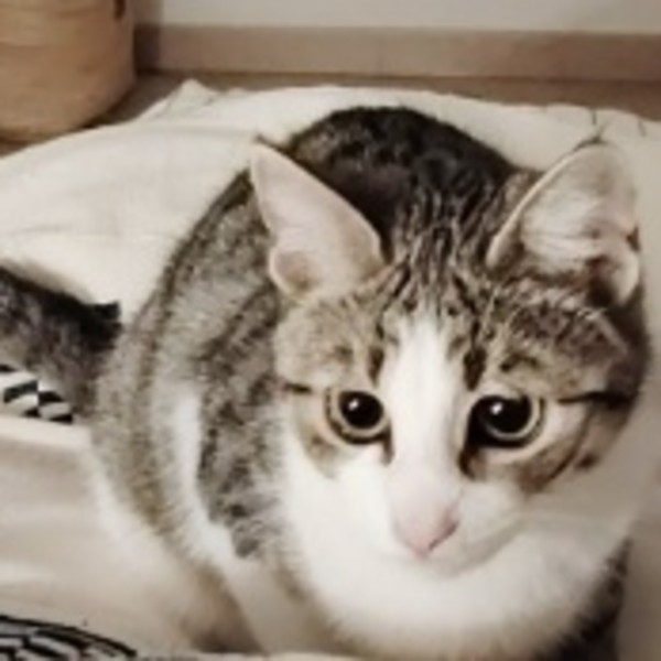 Maya