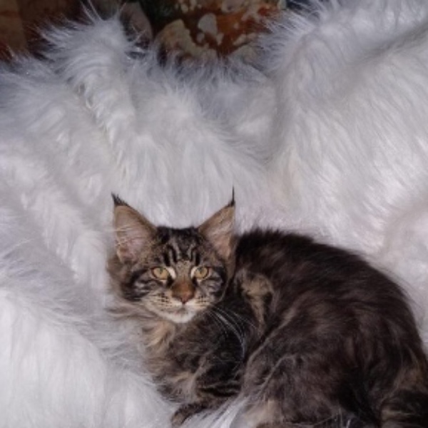 Photo de Siwa