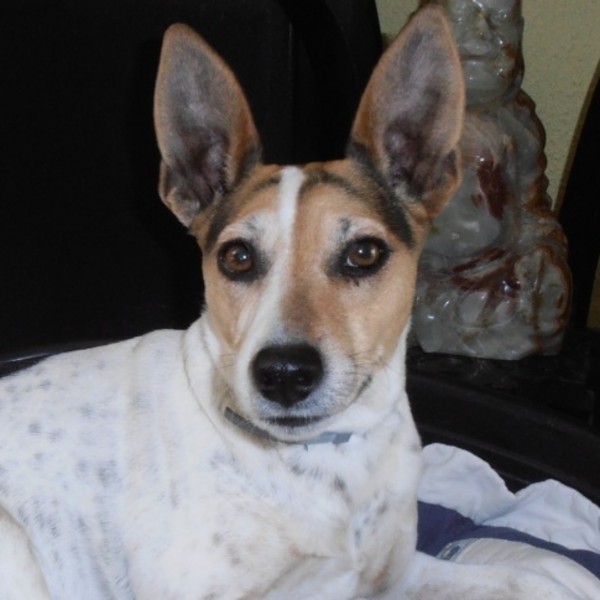 Photo de CHIPPIE